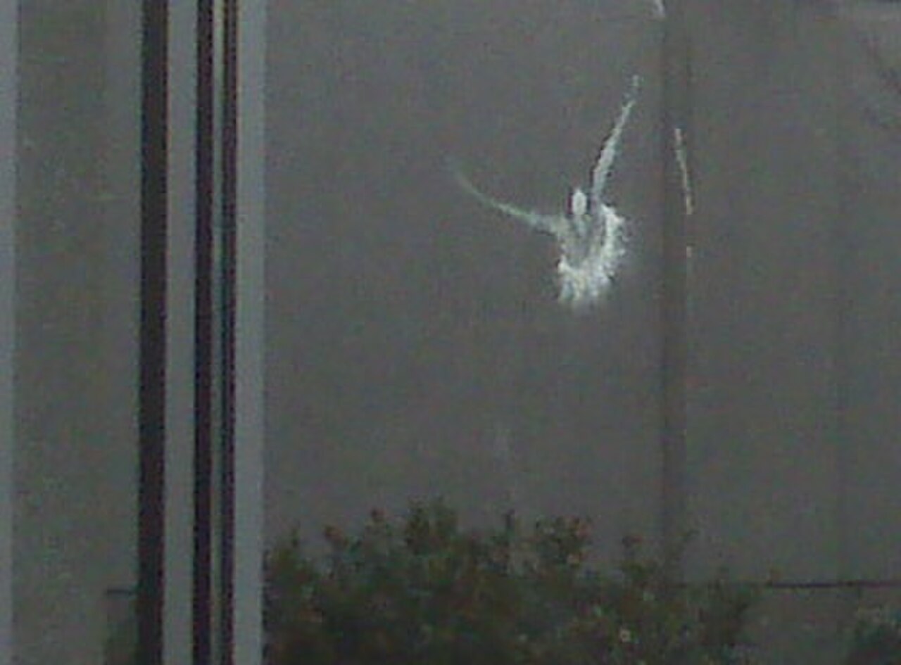 Pale feathered imprint left by a bird collision on the dark reflective surface of a window.