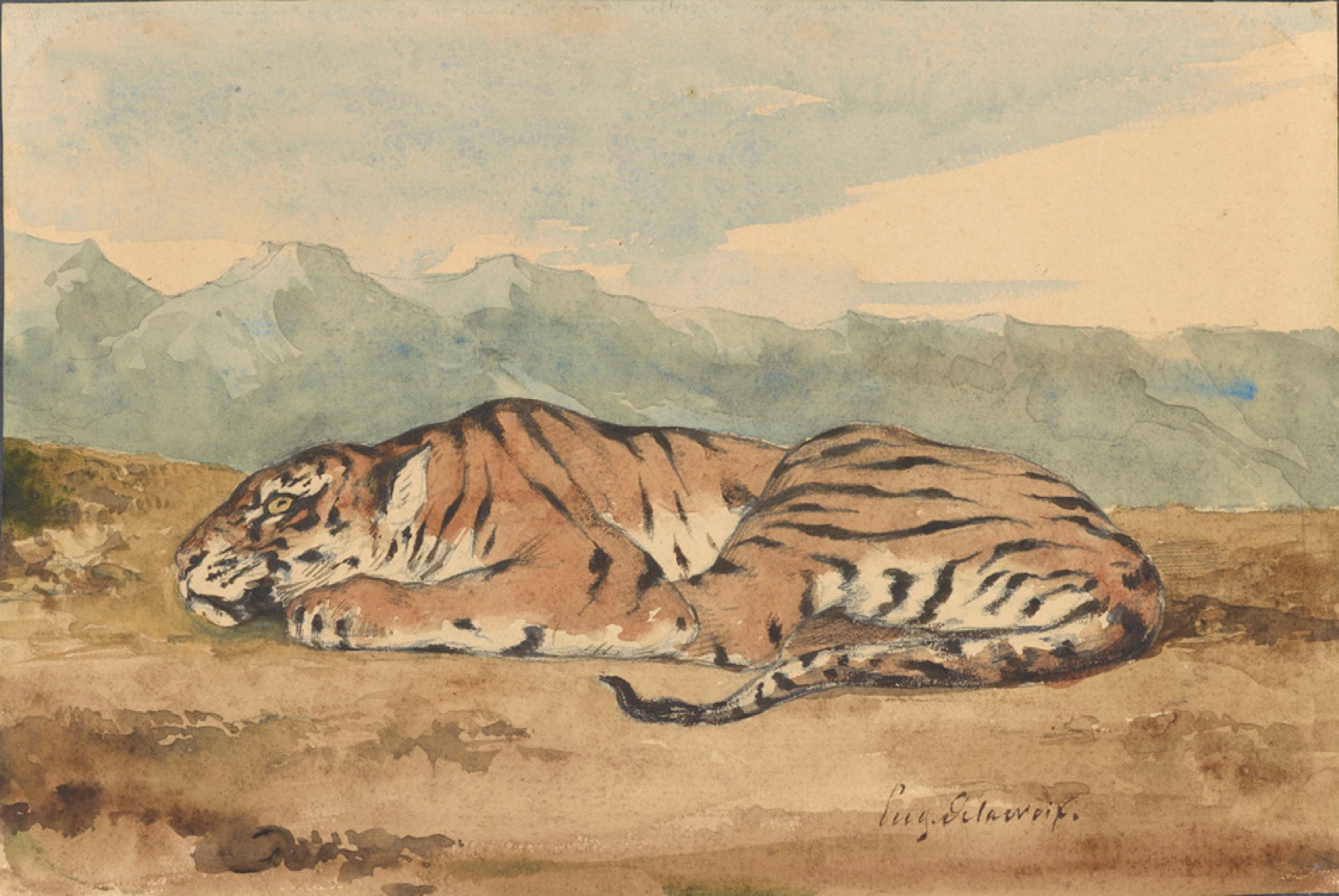 A tiger crouches at rest, its head turned toward the viewer