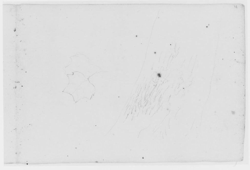 Asher Brown Durand, Leaf and Tree Study (from Sketchbook), a historical drawing in Graphite on paper.