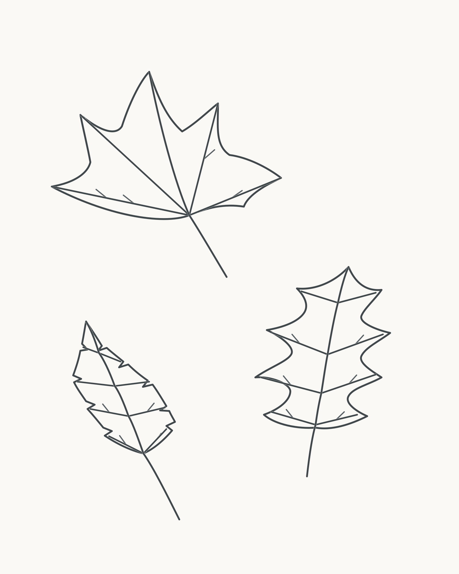 Complete pencil-line study of a five-lobed maple-type leaf, rounded-lobed oak-type leaf and small serrated birch-type leaf