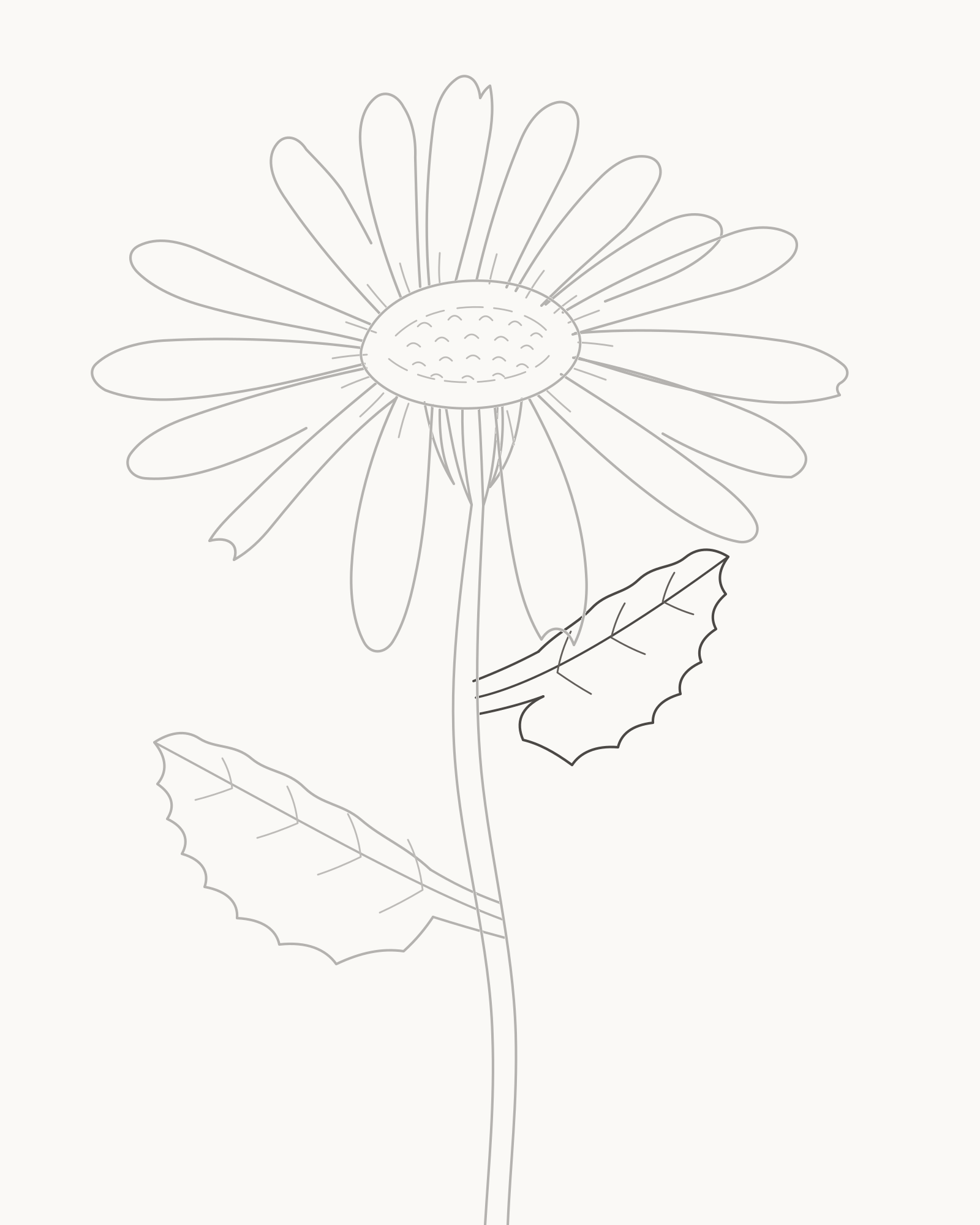 Stage 8 complete daisy line drawing adding a smaller higher-right toothed leaf with three vein pairs
