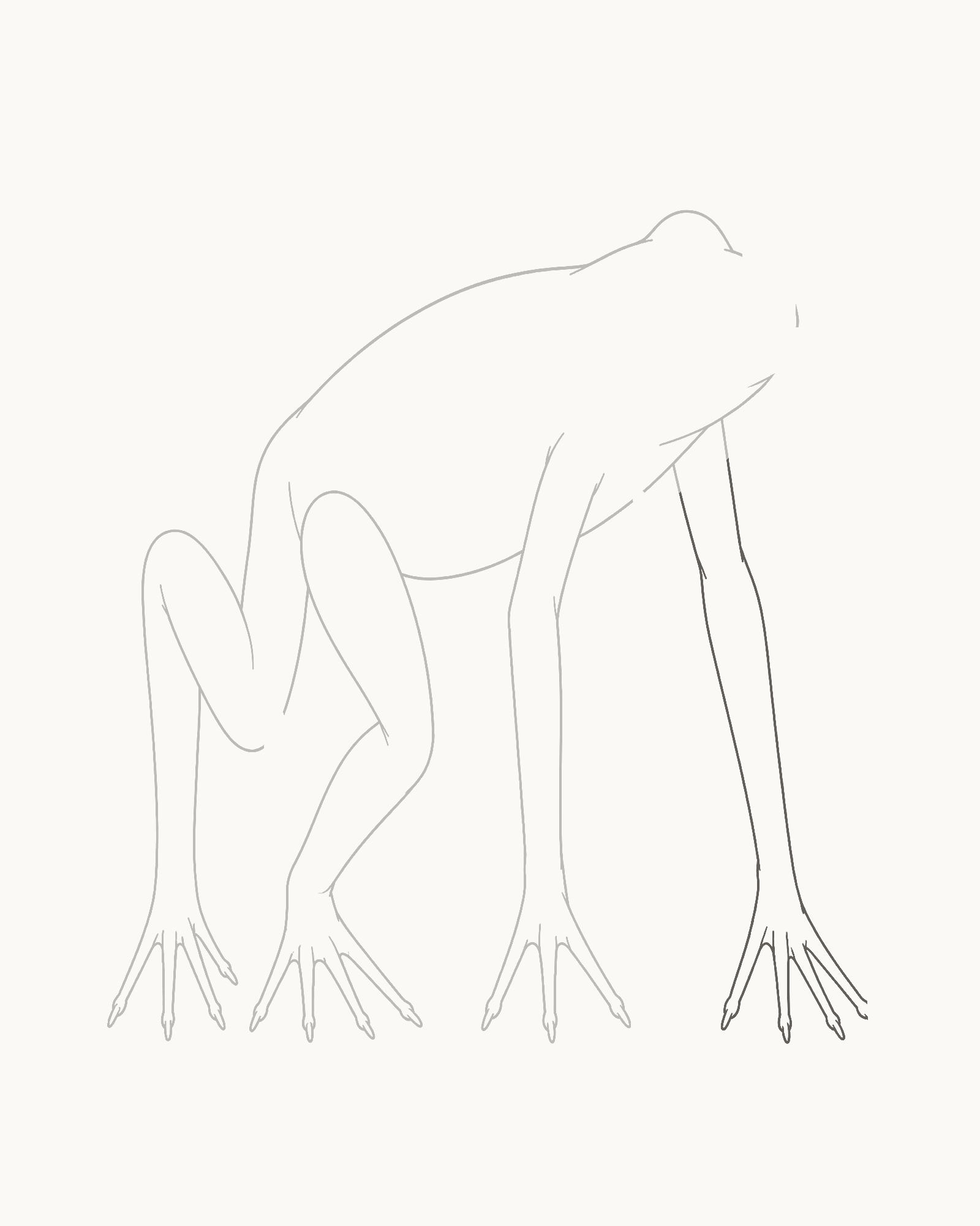 Stage 6 frog drawing adding the stronger near foreleg and four-tip foot, completing four separately attached limbs and sixteen visible digit tips
