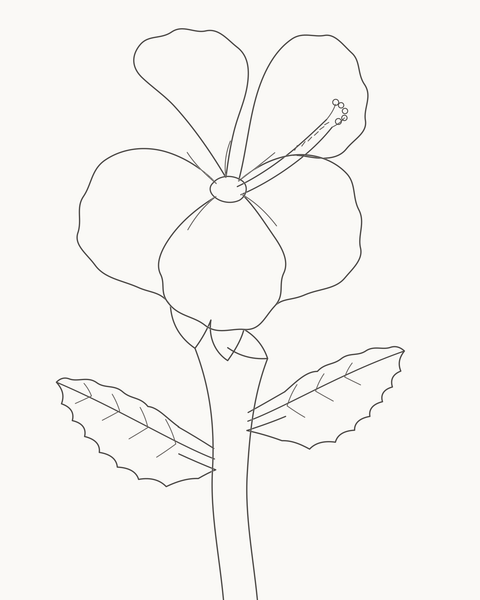 Completed hibiscus with five petals, a projecting centre and unequal toothed leaves