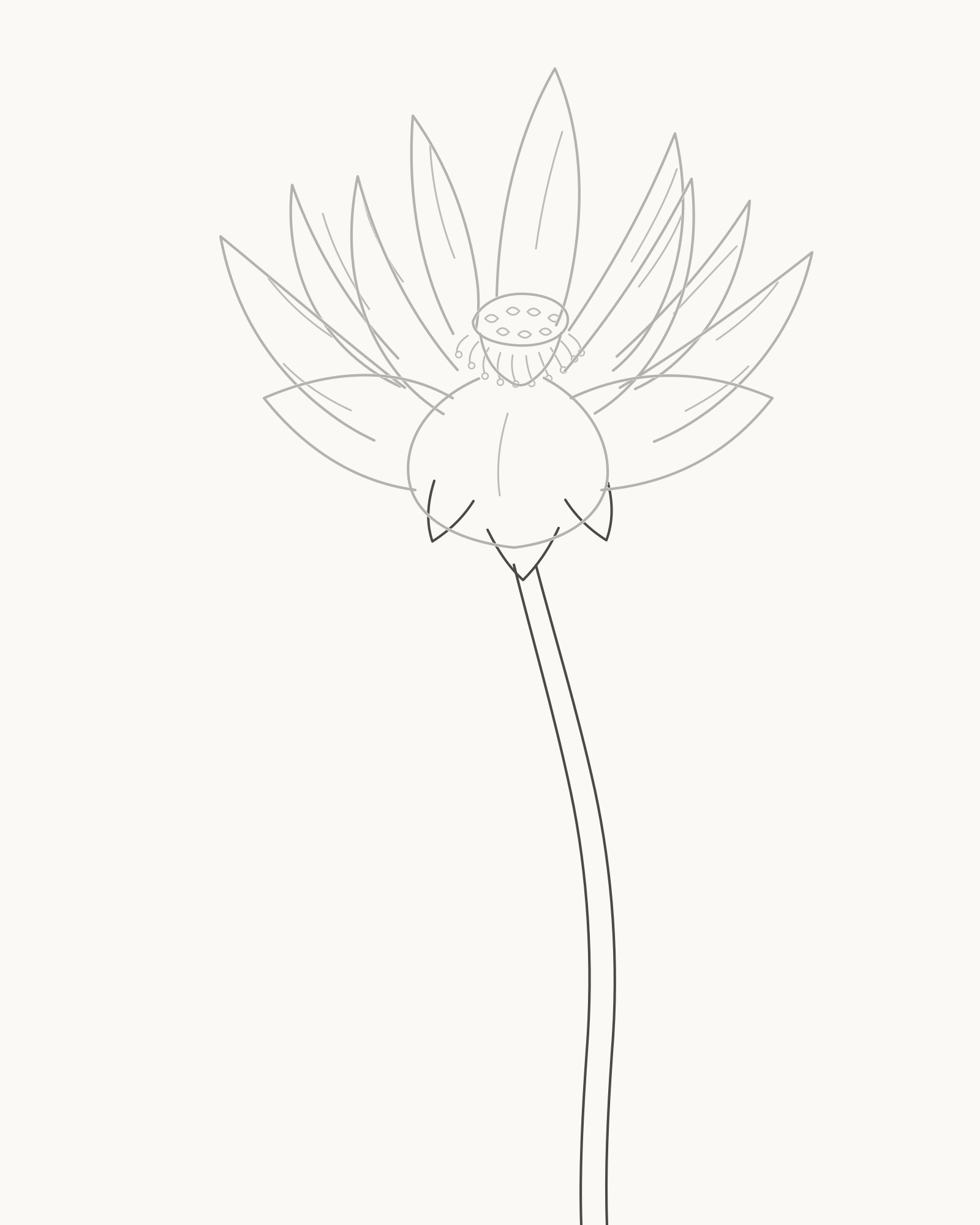 Stage 6 lotus drawing adding three compact sepals and two edges of a relaxed S-curve flower stalk