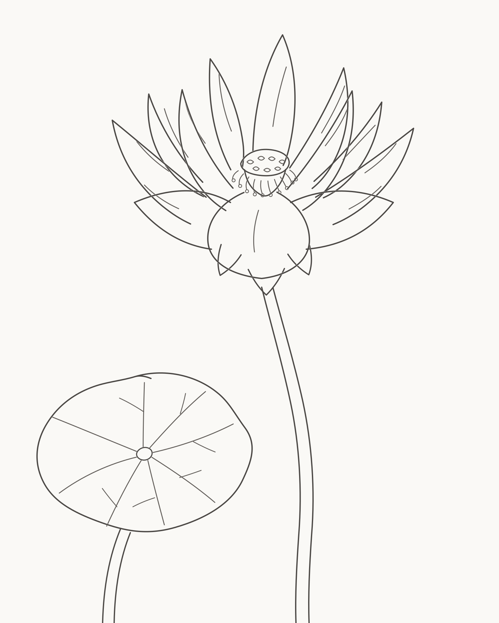 Complete pencil-line lotus with twelve layered petals, raised receptacle, curved flower stalk and one separately stalked round leaf