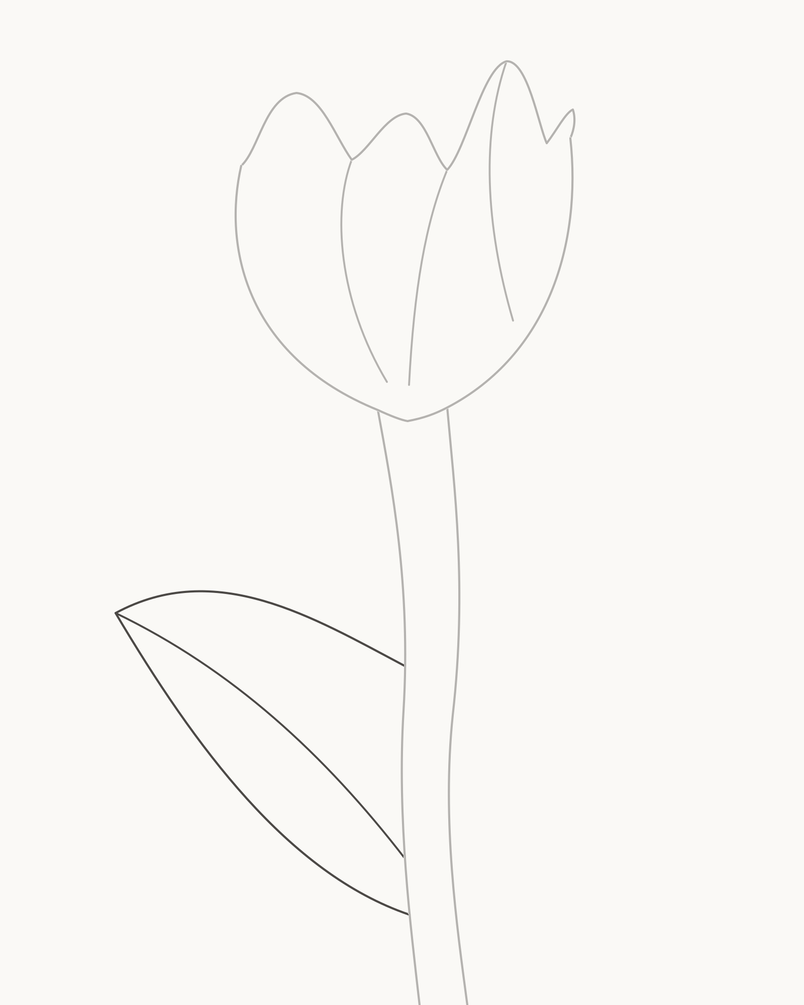 Stage 5 tulip drawing adding one broad left strap leaf with two stem contacts and a retained midrib