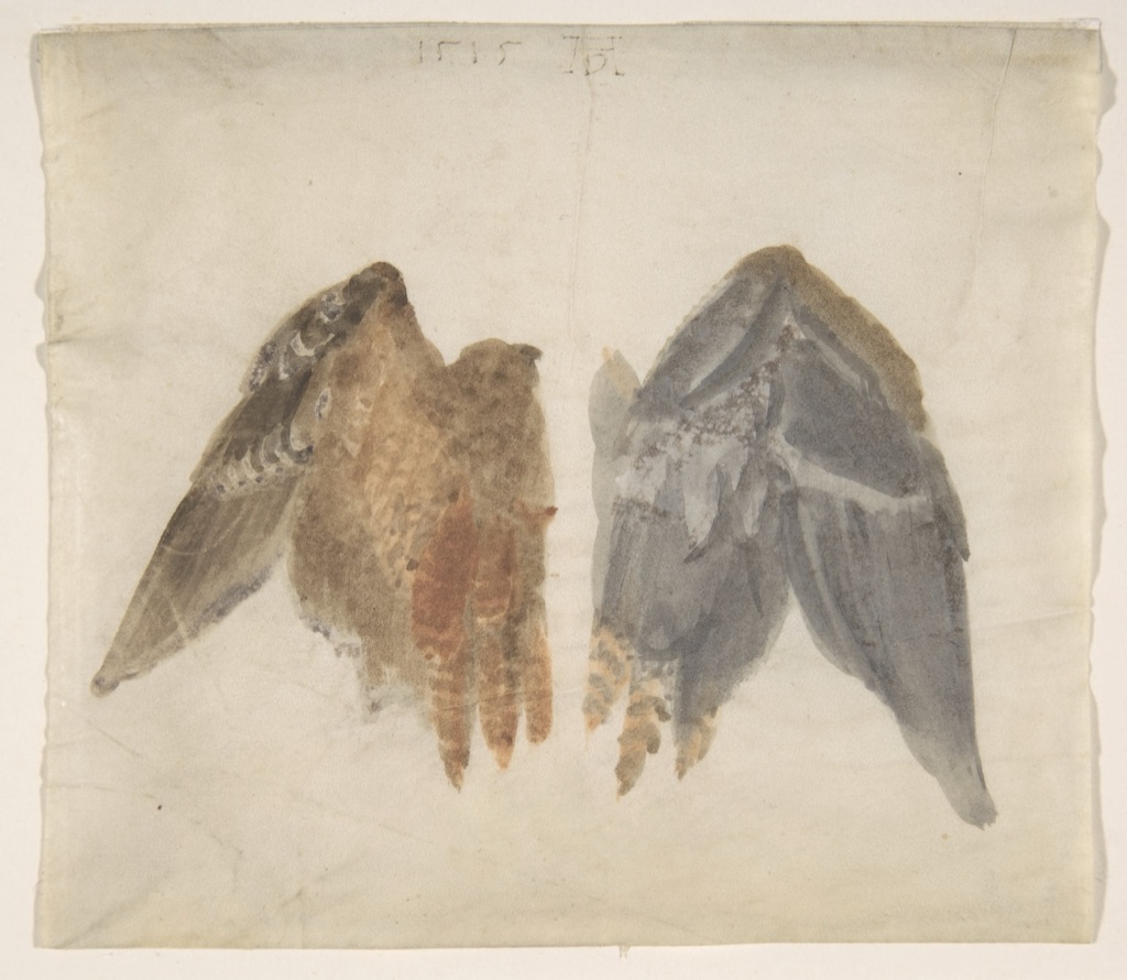 Albrecht Dürer, Bittern's Wings: study showing both sides, a historical drawing in Watercolor on vellum.