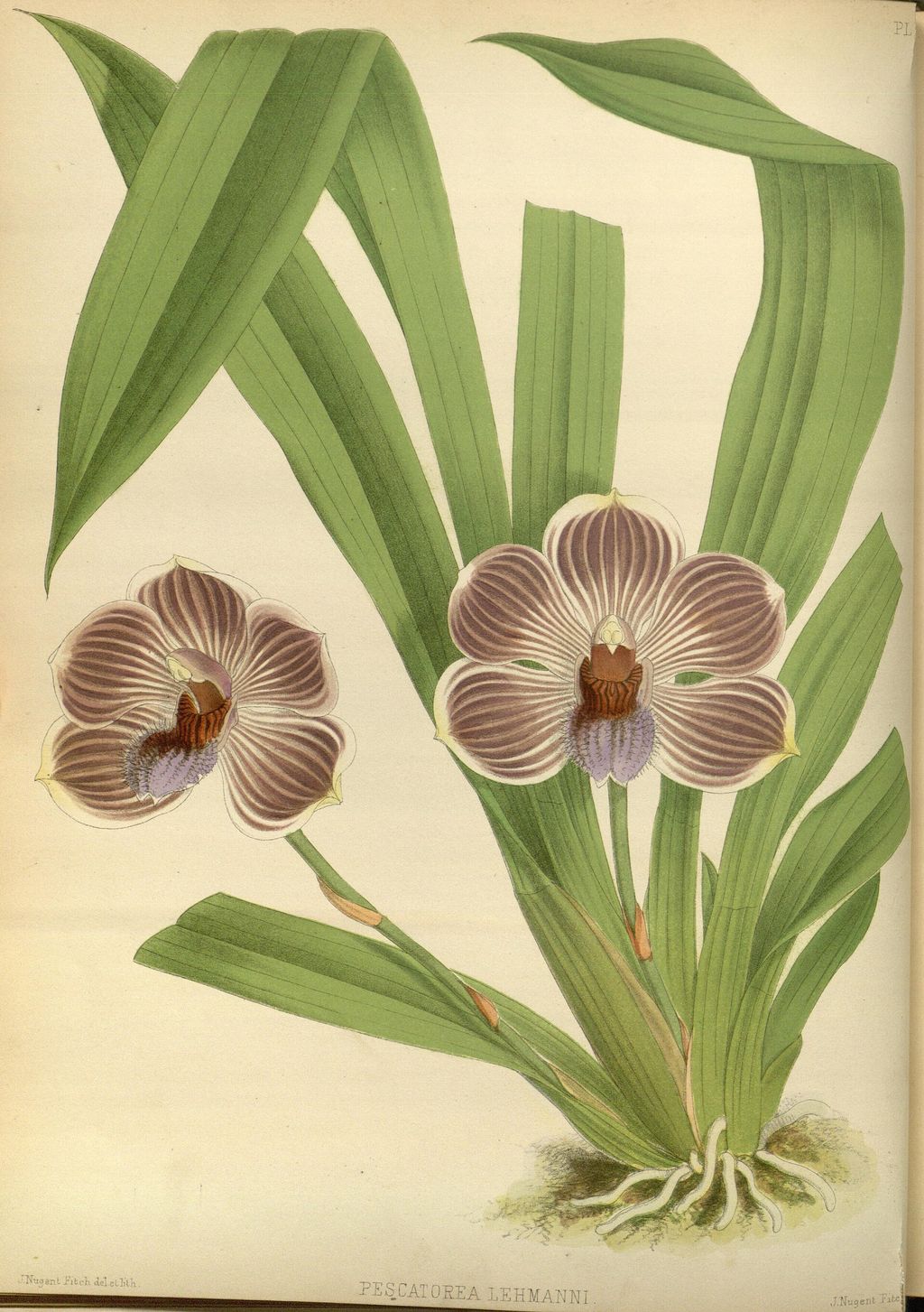 Historic botanical illustration: Orchid plate from The Orchid Album.