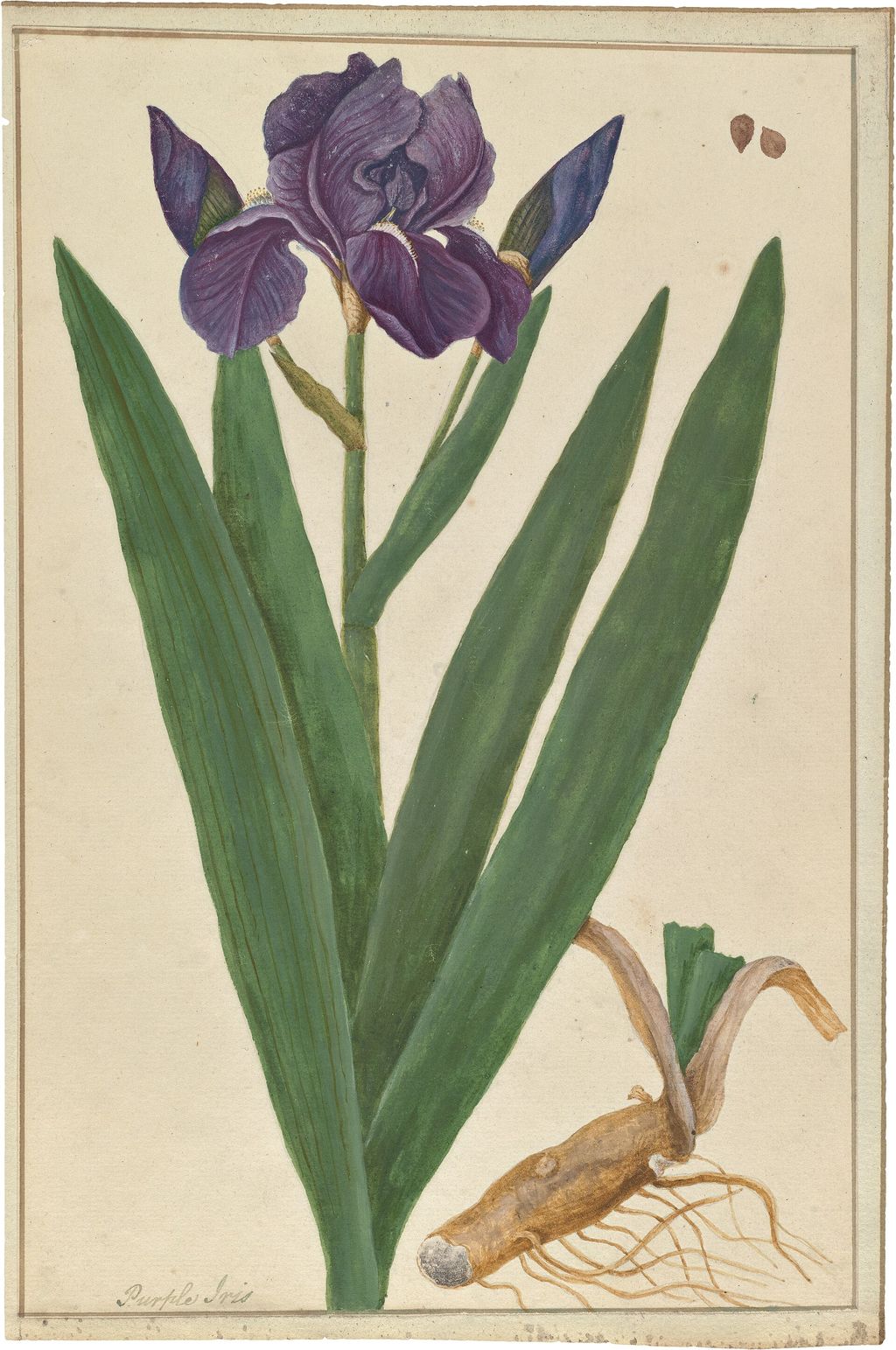 Historic botanical illustration: Iris germanica botanical watercolour.