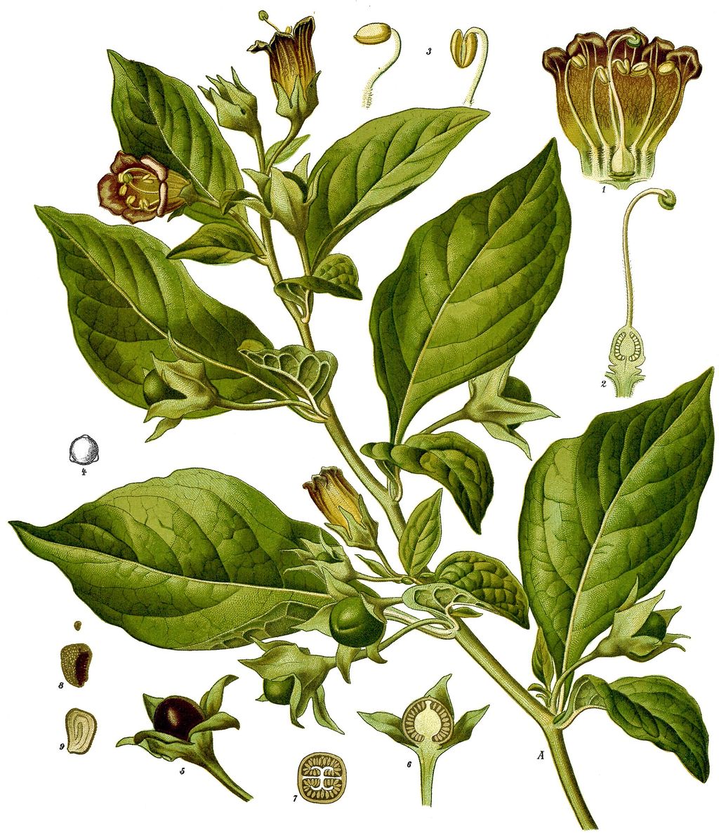 Historic botanical illustration: Atropa belladonna botanical illustration.