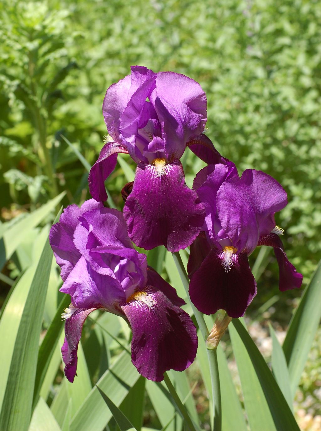 Photograph of Dark purple bearded iris flowers.