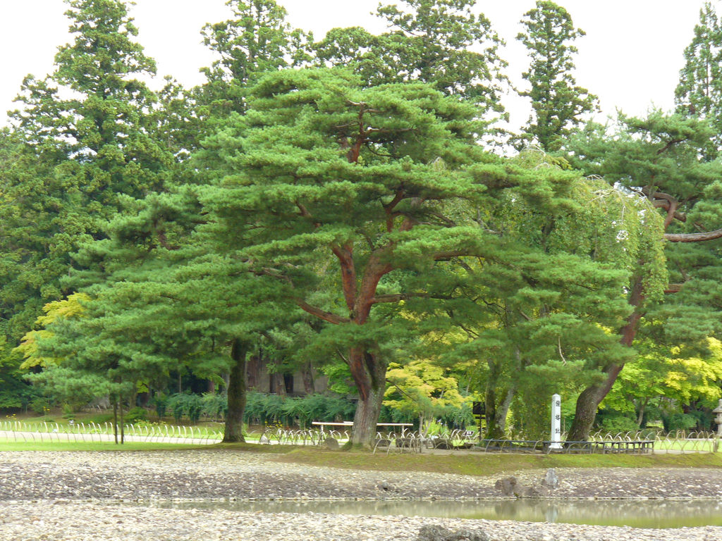 平泉・毛越寺庭園の大泉が池。現存する水辺と遺跡の関係を見る。