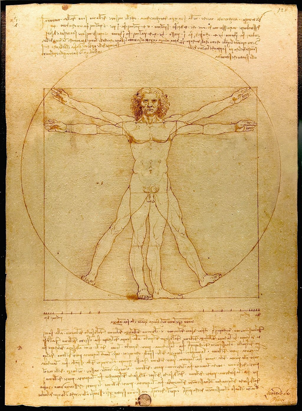 The Vitruvian Man.