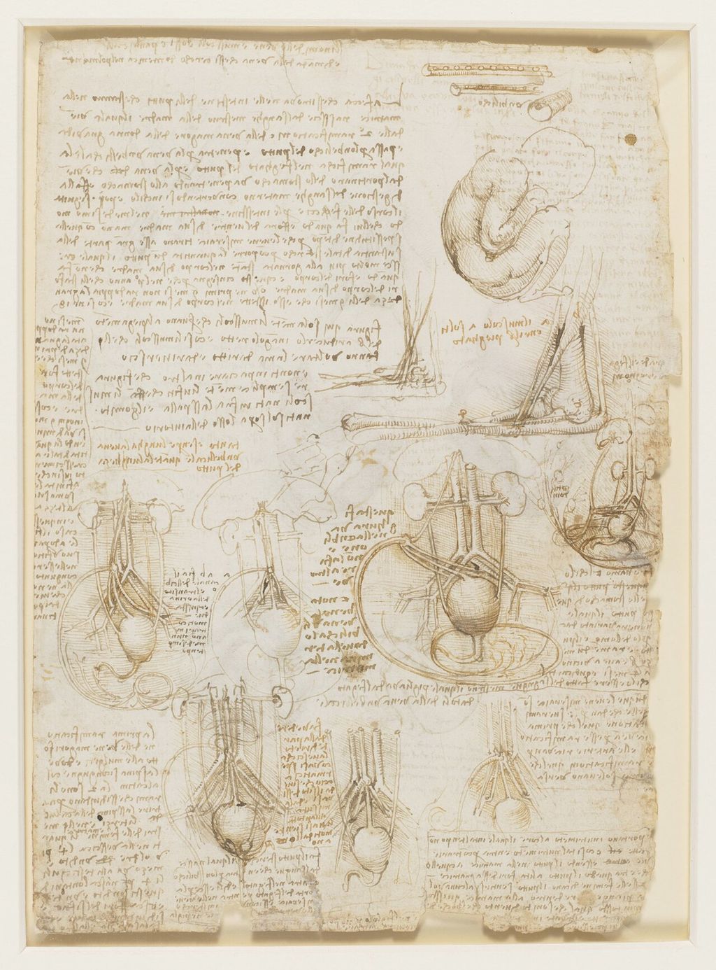 Studies of the fetus, internal organs and arm.
