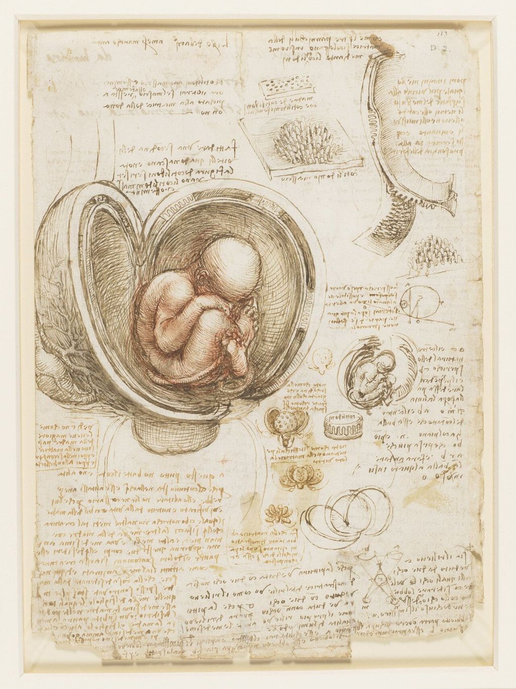 The fetus in the womb, recto.