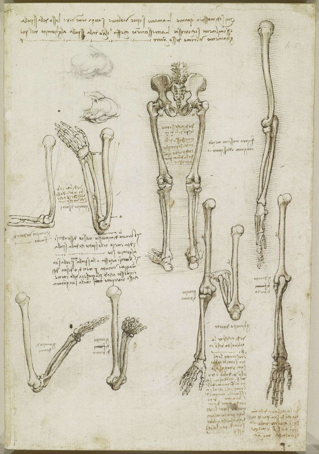 Bones of the arm and leg.