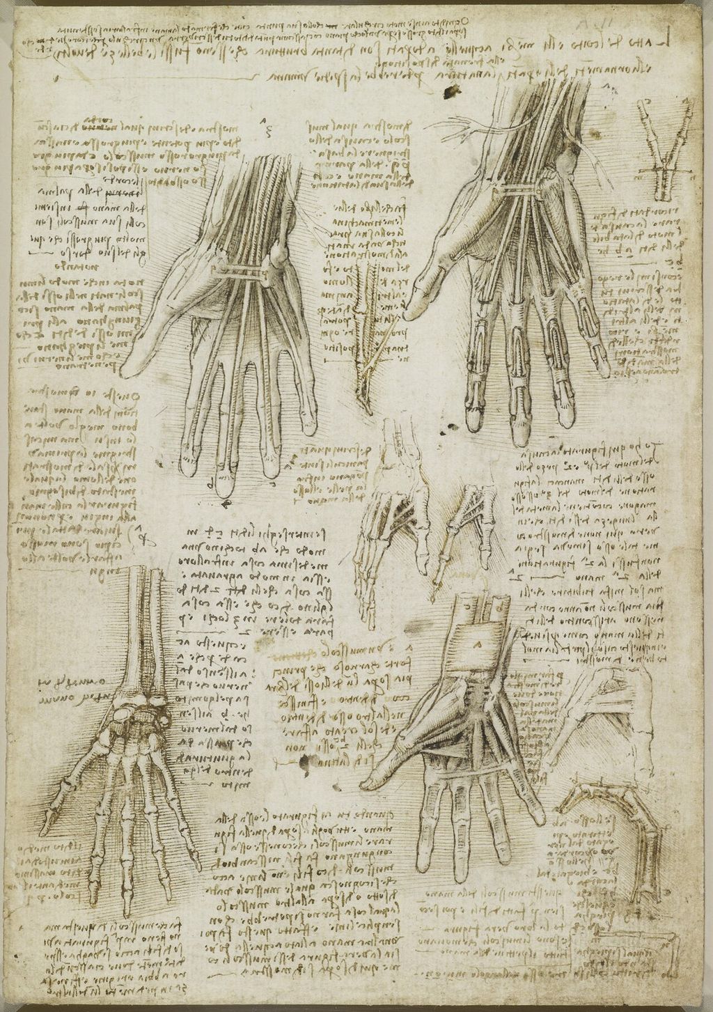 Bones, muscles and tendons of the hand.