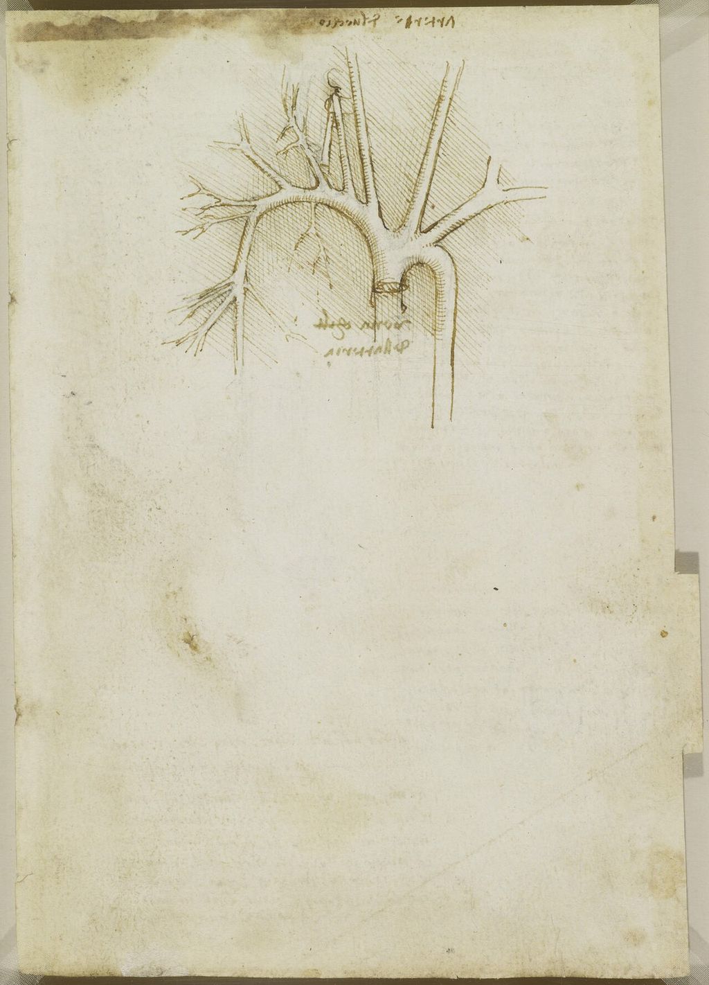 Arteries of the shoulder.