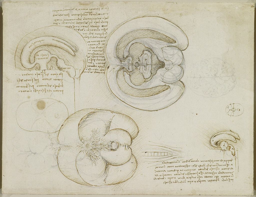 Study of the brain.