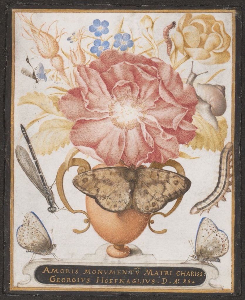 Hoefnagel's flowers, snail and insects painted in watercolor, gouache and shell gold on vellum.