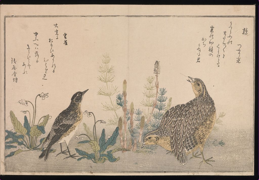 Birds among low plants in Momo chidori kyōka-awase