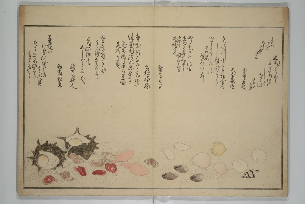 Varied coloured shells in Shiohi no tsuto