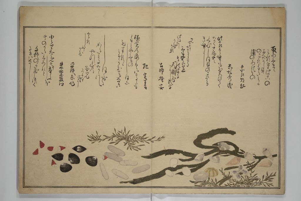 Shells and seaweed in Shiohi no tsuto
